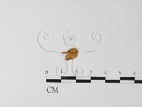 藏品(濕傘屬)的圖片