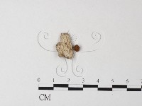 藏品(小菇屬)的圖片