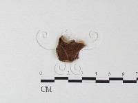 藏品(側耳屬)的圖片