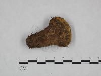 藏品(頭狀禿馬勃)的圖片