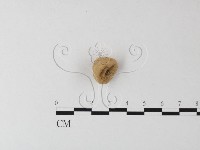 藏品()的圖片