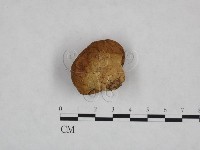 藏品(頭狀禿馬勃)的圖片