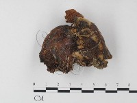 藏品(紅菇屬)的圖片