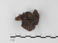 藏品(紅菇屬)的圖片