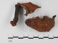 藏品(紅菇屬)的圖片