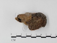 藏品(紅菇屬)的圖片