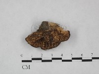 藏品(殘孔菌屬)的圖片