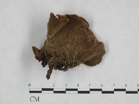 藏品(毛木耳)的圖片