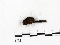 藏品(小菇屬)的圖片