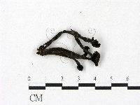 藏品(小菇屬)的圖片