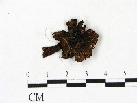 藏品(小菇屬)的圖片