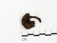 藏品(小菇屬)的圖片