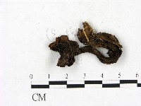 藏品(小菇屬)的圖片