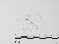 藏品(小皮傘屬)的圖片