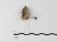 藏品(小菇屬)的圖片