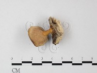 藏品(相鄰小孔菌)的圖片