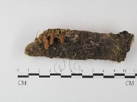 藏品(銳孔菌屬)的圖片