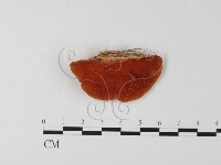 藏品(血紅密孔菌)的圖片