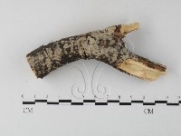 藏品(顯絲菌屬)的圖片