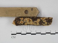 藏品(顯絲菌屬)的圖片