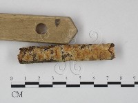 藏品(顯絲菌屬)的圖片