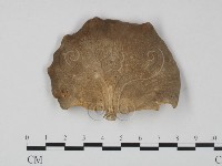 藏品(多孔菌屬)的圖片