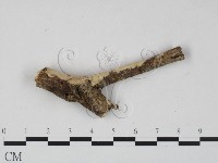 藏品(顯絲菌屬)的圖片