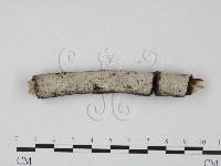 藏品(剛毛絲皮菌)的圖片