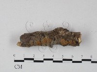 藏品(刺革菌屬)的圖片