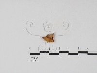 藏品(多孔菌屬)的圖片