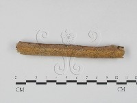 藏品(顯絲菌屬)的圖片