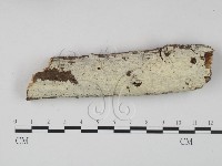 藏品(冇骨消絲齒菌)的圖片