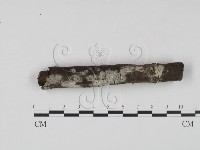 藏品(剛毛絲皮菌)的圖片