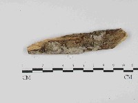 藏品(絲皮菌屬)的圖片