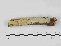 藏品(絲齒菌屬)的圖片