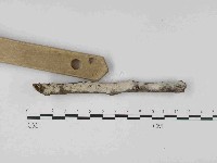 藏品(絲皮菌屬)的圖片