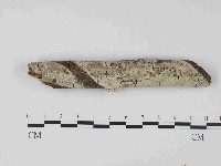 藏品(剛毛絲皮菌)的圖片