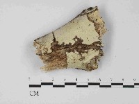 藏品(絲皮菌屬)的圖片