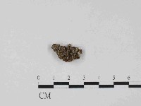 藏品(銀耳屬)的圖片