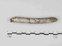 藏品(冇骨消絲齒菌)的圖片