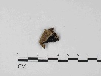 藏品(毛木耳)的圖片