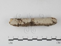 藏品(筍殼菌屬)的圖片