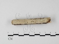 藏品(顯絲菌屬)的圖片