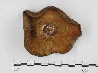 藏品(寬鱗多孔菌)的圖片