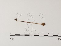 藏品(小菇屬)的圖片