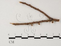藏品(小菇屬)的圖片