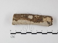 藏品(刺皮菌屬)的圖片