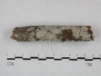 藏品(冇骨消絲齒菌)的圖片