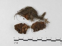 藏品(刺革菌屬)的圖片