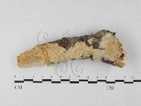 藏品(絲齒菌屬)的圖片